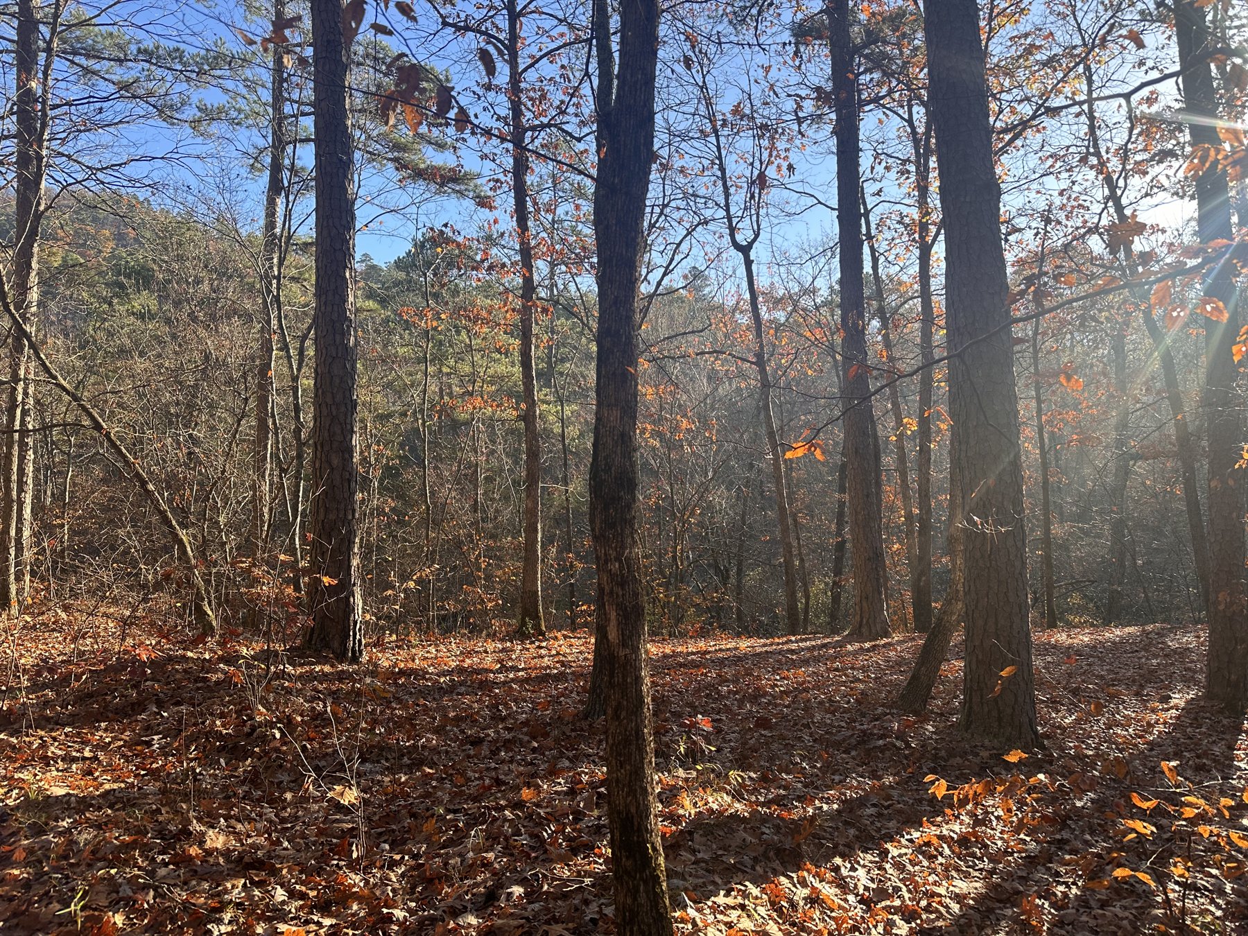 Morning light through the Ouachitas Sunlight streaming through a misty autumn forest